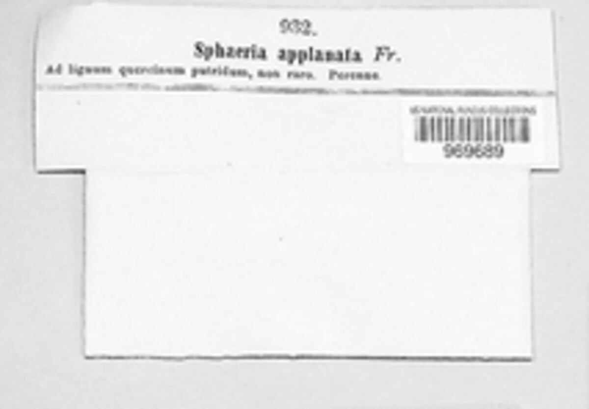 Xenodidymella applanata image